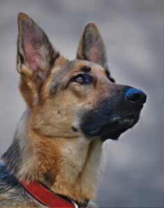 guard dog services in Luton