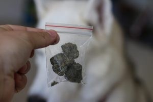 drug detection dogs
