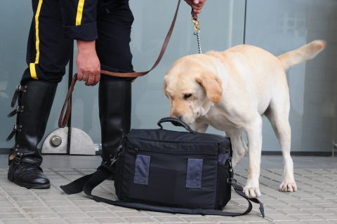 Explosive detection dogs