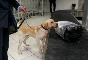 Explosive detection dogs